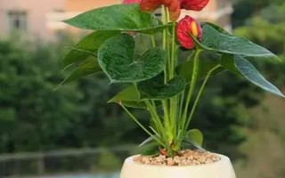 红掌的养殖方法,适宜生长的温度在20-25℃