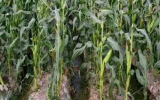 嘉玉368玉米品种的特性，适宜密度为每亩5000株左右