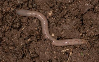 钓小龙虾用哪种肉，鸡肝、鸭肠、蚯蚓等饵料都是适宜选择
