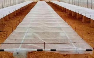 夜来香种子什么时候种，温暖地区一般在春、秋季播种