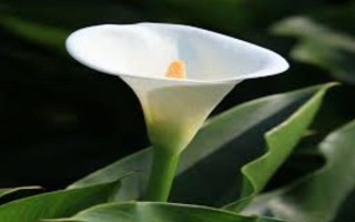 马蹄莲怎么养殖,养殖中一定要确保足够的光照