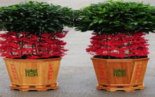 金玉满堂的寓意，寓意吉祥富贵、家丁兴旺等