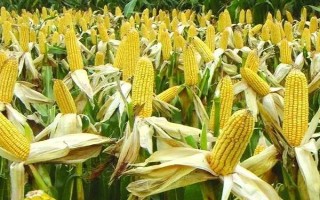 农星2209玉米品种的特性,高抗瘤黑粉病和矮花叶病