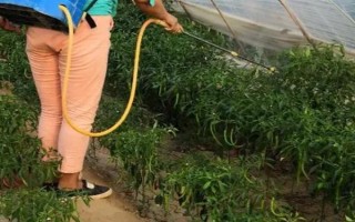辣椒落花落果的原因及防治方式,可能是温度不适或浇水不当引起的