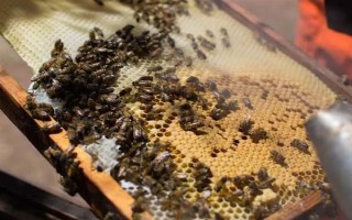 失王的中蜂群怎样处理，可介入新王并急造王台