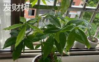 常见的室内绿化植物,常见的有发财树、绿萝等
