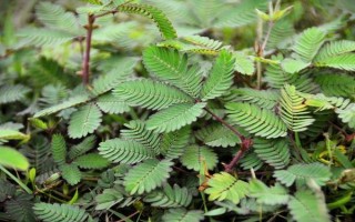 有毒不能触碰的盆栽有哪些，虎刺梅、水仙花等品种不能接触