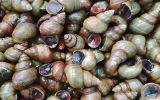 中秋节除了吃月饼还能吃什么，可以吃菱角、芋头、田螺等