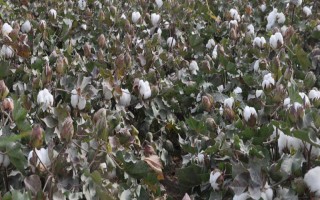 奥棉9号棉花种子介绍,单价转基因抗虫杂交春棉品种