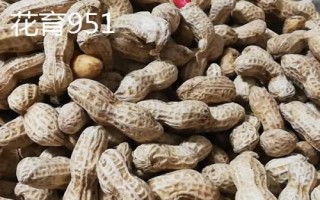 花生的价格,不同地区的售价各有区别