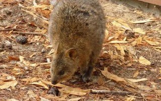 养殖猪獾要注意什么,每天只需投喂一次