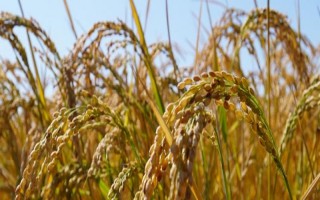 中禾优1号水稻种子特点，每亩有效穗数18.1万穗