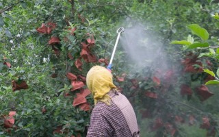 苹果树生理落果如何防治，可进行疏花疏果、树下追肥等