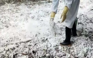 如何用生石灰对猪场消毒，兑水制成石灰乳再涂刷墙壁和地面