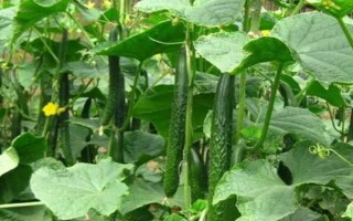 黄瓜的种植条件要求,喜欢生长在温暖的环境