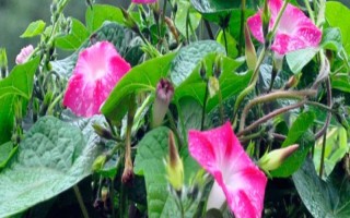 牵牛花室内养还是露养好,根据条件可露养也可室内养