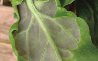 菠菜霜霉病，是由一种卵菌引起的病害