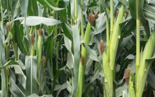 山农213玉米种子简介，夏播生育期105天