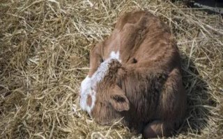 犊牛发烧如何处理，需提供充足的饮用水并添加糖盐