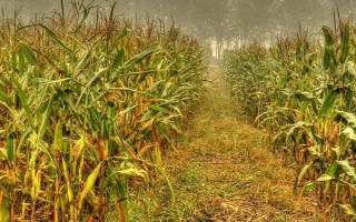 宏育203玉米种子简介,每亩适宜密度3500株左右