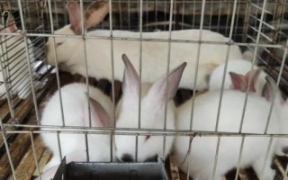 熊猫兔是什么，别称海棠兔、荷达特兔