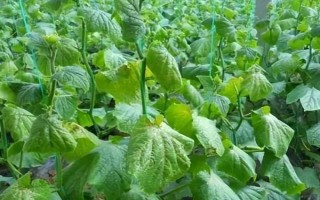 大棚黄瓜不同情况下叶子的特征，棚温低、土壤湿度大时叶较大且肿皱