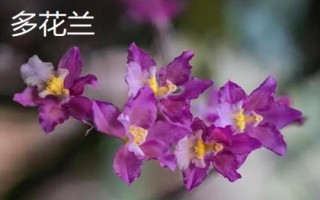 兰花的品种，各自的习性有所差异