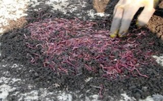 蚯蚓没有销路如何解决，卖给渔具店是不错的选择