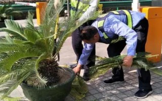 铁树零下6度会不会冻死，在零下6度的环境中会冻死