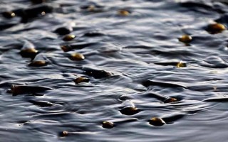 冬天鱼浮头的原因，可能是缺氧或趋温性所致