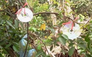 菜园瓜地怎么驱鸟，可以挂布条、扎稻草人等