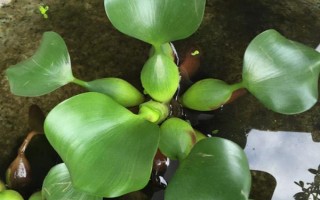 水葫芦能不能和鱼养在一起,会快速消耗氧气容易导致鱼类被闷死