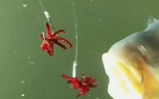 红虫钓鱼什么时候用好，可以在早春、深秋和冬季使用