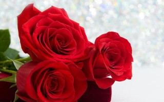 三朵红玫瑰的寓意，寓意我爱你、美好爱情等
