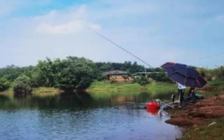 为什么黑漂后钓不起来，最常见的是小鱼闹窝