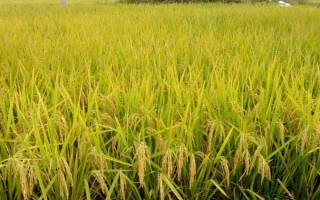 富友稻336水稻品种的特性,生育期161天左右