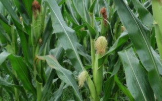 富裕88玉米种子特征特性，中抗茎腐病