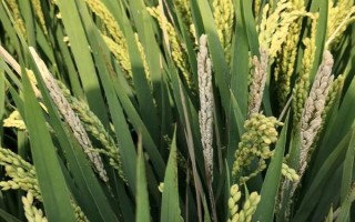 泰优2165水稻种子特点,注意及时防治病虫害