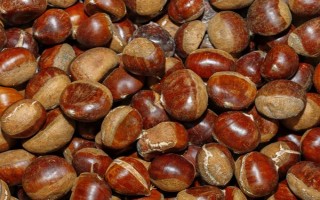 辽宁辽阳市有什么特色水果，有灯塔葡萄、前杜草莓等