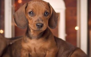 腊肠犬怎么饲养，平时要定期饲喂煮熟的肉食