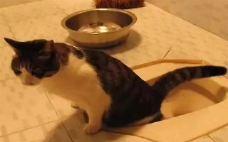 公猫绝育后乱拉乱尿的原因，可能是激素影响或应激影响