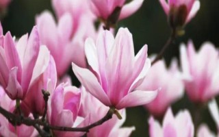 迎春花冬季修剪方法，杂枝和部分花枝要剪除