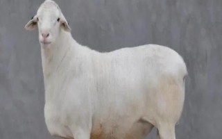 黄淮山羊简介，有无角和有角两种类型