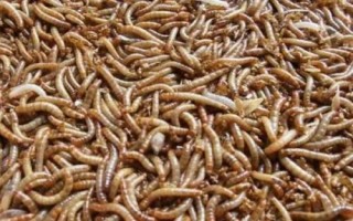 养殖黄粉虫的方法和收益，利润可观但市场已经趋向饱和