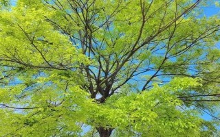 常见的室内绿化植物,常见的有发财树、绿萝等