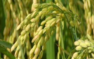 天优173水稻品种的特性，中抗稻瘟病