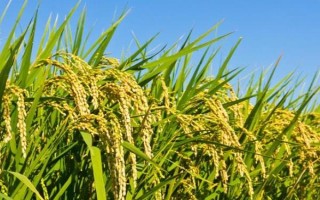 深两优粤禾丝苗水稻种子特点,每亩插足基本苗6-8万