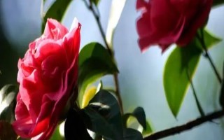 山茶花有什么花语,寓意着理想的爱、可爱俏皮、高洁孤傲