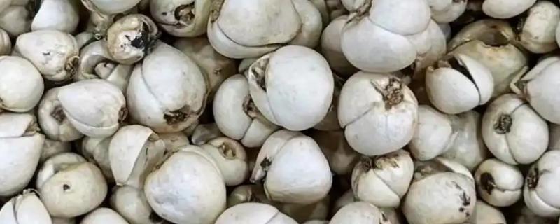西藏那曲市的特产，酥油是藏族人不可缺少的食品