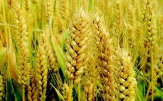西农106小麦种子简介,属弱冬性中熟品种